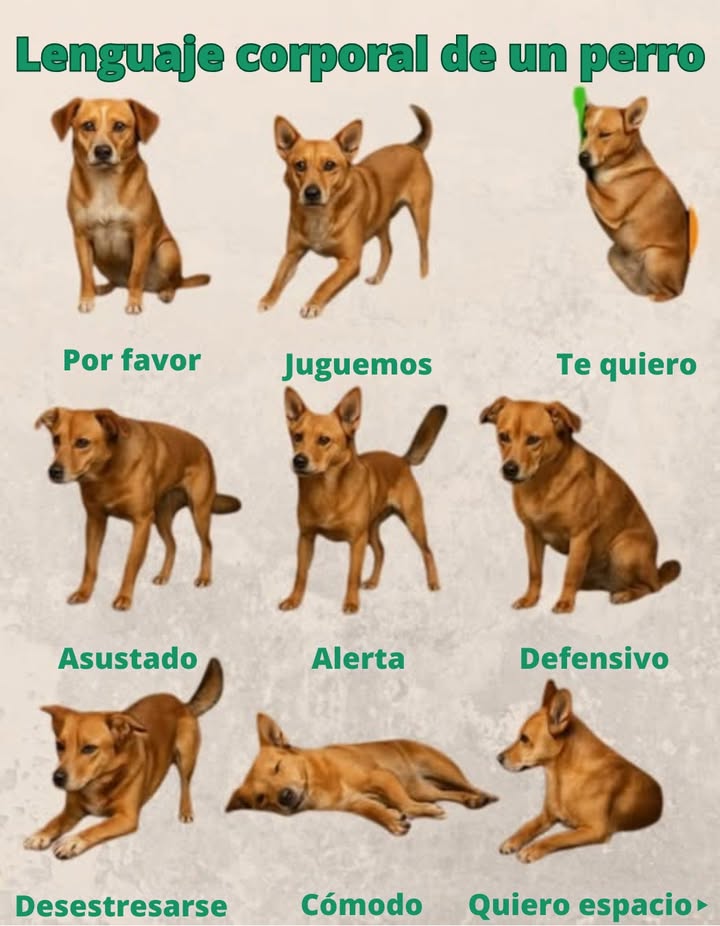 Los perros son criaturas sociales que se comunican de manera efectiva a través de su lenguaje corporal. Mediante su postura, cola, orejas, ojos y boca, los perros pueden transmitir una amplia gama de emociones e intenciones. En este artículo, examinaremos el lenguaje corporal de los perros y lo que puede significar.
Postura
La postura de un perro puede reflejar su estado emocional y sus intenciones.
– Postura relajada: Un perro que se siente tranquilo y cómodo adoptará una postura relajada, con la cabeza y la cola en una posición neutral.
– Postura alerta: Un perro que está en estado de alerta se mostrará más erguido, con la cabeza y la cola levantadas.
– Postura defensiva: Un perro que se siente amenazado adoptará una postura más rígida, con la cabeza y la cola hacia abajo.
Cola
La cola de un perro es un indicador clave de su estado emocional.
– Cola alta: Una cola en alto suele indicar confianza y felicidad.
– Cola baja: Una cola baja puede ser señal de sumisión.
– Cola moviéndose: Una cola que se mueve de lado a lado puede expresar emoción o entusiasmo.
Orejas
Las orejas de un perro también son reveladoras de su estado emocional:
– Orejas hacia adelante: Indican atención e interés.
– Orejas hacia atrás: Pueden ser señal de miedo.
– Orejas caídas: Sugieren tristeza.
Ojos
Los ojos de un perro son un reflejo de su estado emocional y sus intenciones.
– Ojos brillantes: Indican felicidad y entusiasmo.
– Ojos apagados: Pueden señalar tristeza.
– Ojos fijos: Indican atención e interés. 
#Perros #LenguajeCorporal