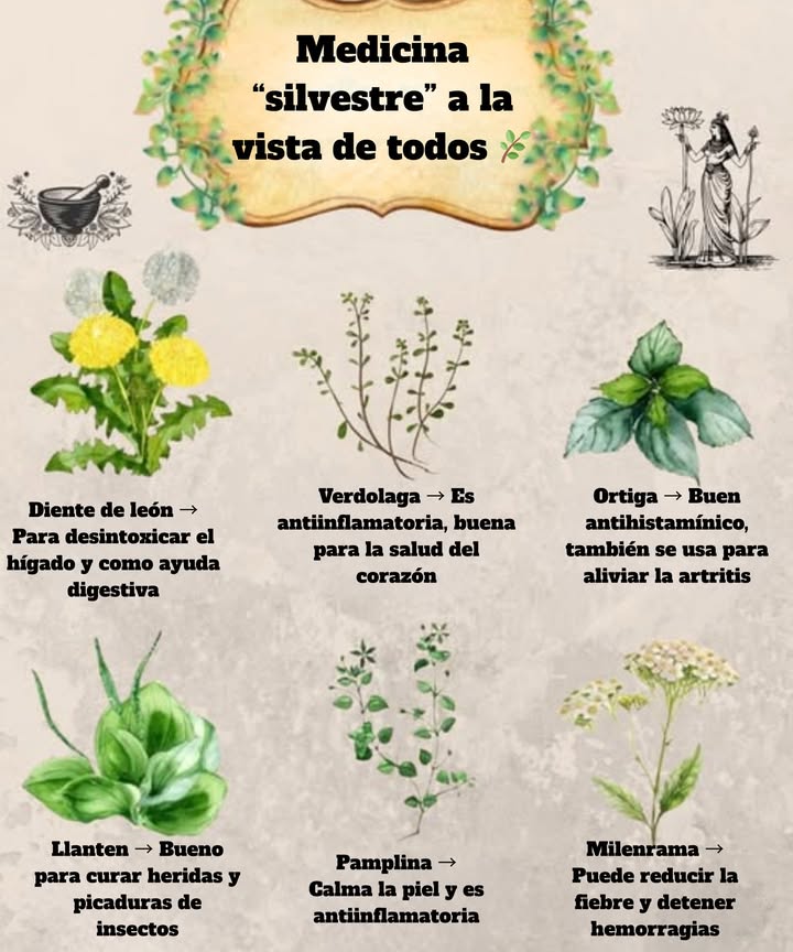 Estas plantas silvestres a menudo crecen sin ser notadas, pero han sido confiables durante siglos en la medicina herbal. Aprender a reconocerlas significa agregar poderosos aliados a tu kit de primeros auxilios y bienestar natural.   
1. Diente de león  Detox natural para el hígado y ayuda a la digestión.  
2. Verdolaga  Antiinflamatorio y apoya la salud del corazón.  
3. Ortiga  Un antihistamínico natural, también alivia el dolor de artritis.  
4. Llanten  Excelente para la curación de heridas y para calmar picaduras de insectos.  
5. Hierba gatera  Calma la irritación de la piel y ayuda a reducir la inflamación.  
6. Milenrama  Reduce la fiebre y ayuda a detener el sangrado.