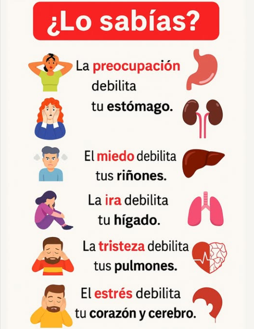 Sabías que?
Tus emociones no solo afectan tu estado de ánimo, sino que también influyen directamente en la salud de tu cuerpo.
 Preocupación  Estómago
La preocupación constante aumenta el ácido estomacal, lo que puede provocar indigestión, hinchazón o úlceras.
 Miedo  Riñones
El miedo o la ansiedad prolongados pueden alterar la función renal y agotar las reservas de energía de tu cuerpo.
 Ira  Hígado
La ira frecuente estresa el hígado, que es vital para desintoxicar tu cuerpo y mantener la sangre limpia.
 Duelo  Pulmones
La tristeza profunda puede debilitar los pulmones, dificultando la respiración y reduciendo la ingesta de oxígeno.
 Estrés  Corazón y Cerebro
El estrés crónico eleva la presión arterial, tensa el corazón y reduce la claridad mental.
 Conclusión: Manejar las emociones con atención plena, ejercicio y hábitos saludables fortalece tanto la mente como el cuerpo.
