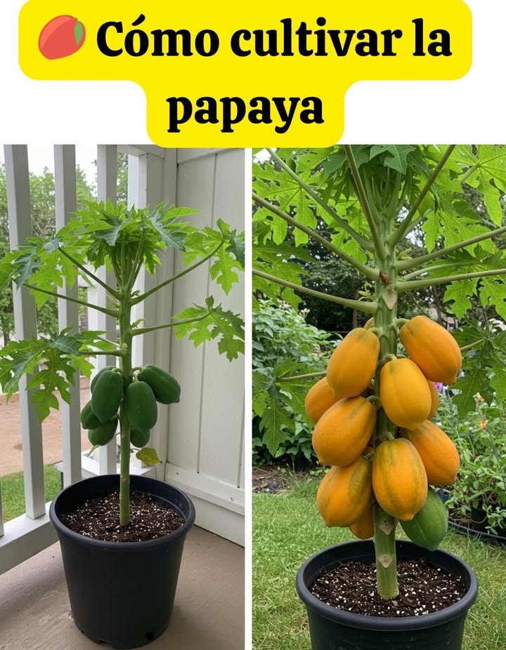 Guía para Cultivar Papayas en Maceta
 Introducción Inspiradora
Aunque no lo creas, es totalmente posible cultivar papayas grandes y verdes en tu propio patio, incluso si solo tienes una maceta. Un árbol enano de papaya en maceta puede dar frutos deliciosos y aportar un aire tropical a tu hogar!
 Qué Necesitas?
Maceta grande: mínimo de 45 cm de diámetro.
Suelo fértil y húmedo: rico en nutrientes y con buen drenaje.
Clima cálido: o cultivo interior con buena luz y temperatura si vives en zona fría.
Luz solar abundante y protección del viento fuerte.
 Beneficios de Cultivar en Maceta
 Fácil de mover según clima o luz.
 Apto para espacios pequeños como patios o balcones.
 Control total sobre el riego y fertilización.
 Atractivo tropical para tu jardín o terraza.
華 Pasos para Cultivar Papayas en Maceta
Obtén las semillas
Usa semillas frescas de una papaya madura o cómpralas en vivero.
Prepara la maceta
Coloca grava en el fondo para drenaje y usa tierra con materia orgánica.
Siembra las semillas
Planta una semilla por maceta, cubriéndola ligeramente con tierra húmeda.
Crea un ambiente cálido y húmedo
Cubre con bolsa plástica transparente hasta que germine. No encharcar.
Trasplanta cuando crezcan
Cuando midan varios cm, pásalas a una maceta más grande.
Cuidados continuos
Mantén la humedad sin encharcar.
Fertiliza cada 2 semanas.
Evita el sol directo y el viento fuerte.
 Disfruta tu Jardín Tropical
Con estos cuidados, tendrás papayas sabrosas incluso si vives en un clima frío. Y además un rincón exótico en casa!