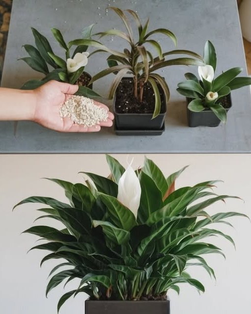 CUALQUIER PLANTA DE INTERIOR FLORECERÁ SIN CESAR CON ESTE ABONO NATURAL .
Ingredientes necesarios:
– 1 litro de agua
– 1 plátano maduro con piel y todo
– 1 cucharada de café molido
– 1 cucharada de miel
Procedimiento:
1. Corta el plátano en trozos pequeños y colócalos en un bol.
2. Añadir el café molido y la miel.
3. Verter 1 litro de agua sobre la mezcla.
4. Dejar reposar durante 24 horas.
5. Colar la mezcla para eliminar los sólidos.
Aplicación:
1. Utiliza el líquido colado para regar tus plantas.
2. Aplíquelo cada 15 días para obtener mejores resultados.
Este abono natural ayudará a sus plantas a crecer exuberantes y sanas.