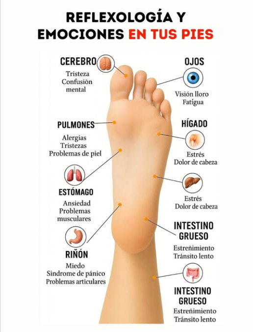 禮 Reflexología y emociones en tus pies 禮
Sabías que cada zona del pie está conectada con órganos y emociones de tu cuerpo
La reflexología ayuda a detectar desequilibrios y promover bienestar físico y mental.
 Cerebro  Tristeza, confusión mental
 Ojos  Visión borrosa, fatiga
 Pulmones  Alergias, problemas de piel, tristeza
 Estómago  Ansiedad, problemas musculares
 Hígado  Estrés, dolor de cabeza
 Riñón  Miedo, pánico, problemas articulares
 Intestino grueso  Estreñimiento, tránsito lento
 Un masaje en estos puntos puede ayudar a liberar tensión y mejorar tu salud de forma natural.
#Reflexología #Emociones #SaludYBienestar