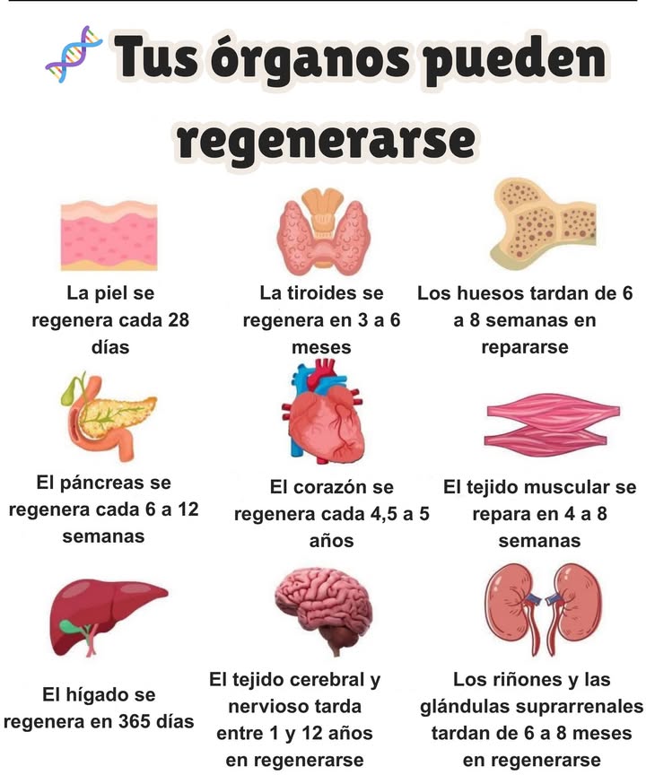 狀 Remedios que usaban las abuelas durante la Segunda Guerra Mundial
暈 Cebolla con miel
Antibióticos naturales usados para resfriados, tos e infecciones.

 Infusión de manzanilla
Alivia molestias estomacales, ansiedad, estrés postraumático y síntomas de resfriado o gripe.

凜 Cataplasma de patata
Aplicado sobre la piel para tratar quemaduras, inflamación y afecciones cutáneas.

蓼 Agua con sal
Utilizada para hacer gárgaras en caso de dolor de garganta o para desinfectar heridas.

塞 Hojas de col
Usadas como compresas para aliviar dolor en las articulaciones, inflamación o mastitis.

直 Carbón activado
Tomado por vía oral para intoxicaciones o infecciones intestinales.