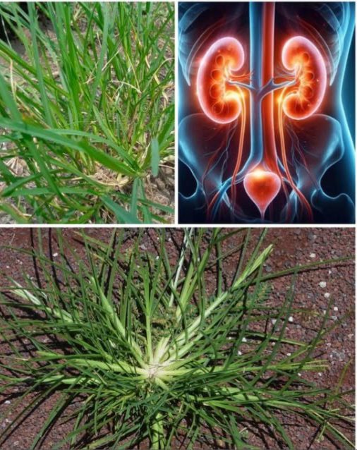 Qué es el Goose Grass?  
Es una planta frecuentemente considerada como maleza, pero posee poderosas propiedades curativas. Se encuentra en numerosos jardines y ha sido utilizada tradicionalmente como infusión medicinal.  
 Beneficios principales para la salud  
 Prevención del cáncer  
Su alto contenido en antioxidantes combate los radicales libres, ayudando a disminuir el riesgo de desarrollar cáncer.  
 Quistes ováricos y fibromas  
Debido a sus propiedades antiinflamatorias, alivia el dolor y la inflamación asociados con estos trastornos ginecológicos.  
 Apoyo a enfermedades renales  
Funciona como un diurético natural, eliminando el exceso de agua y sal, lo que es útil para quienes enfrentan problemas renales.  
喝 Control de la diabetes  
Sus propiedades antidiabéticas ayudan a regular los niveles de azúcar en sangre.  
啕 Heridas y hemorragias  
Al aplicar una pasta de sus hojas trituradas sobre la herida, se acelera la cicatrización y se detiene el sangrado.  
裂 Combate de parásitos  
Su leve efecto laxante ayuda a expulsar parásitos intestinales y mejora la salud digestiva.  
 Recuperación de la neumonía  
Un té elaborado con sus raíces puede aliviar los síntomas de la neumonía en pocos días.  
 Presión arterial alta  
Su efecto tranquilizante sobre el sistema cardiovascular puede contribuir a mantener una presión estable.  
 Reducción de la fiebre  
Hervir sus raíces y beber el té ayuda a bajar la fiebre.  
例 Esguinces de ligamentos  
Aplicar una cataplasma de hojas machacadas ayuda a reducir el dolor y la inflamación en caso de esguinces.  
離 Cómo preparar y usar  
Para consumo interno:  
Té medicinal: Usa un puñado de hojas o raíces por medio litro de agua. Hervir durante 3 minutos. Toma 1 vaso al día para: Diabetes, presión alta, fiebre, enfermedades renales, neumonía.   
Para uso externo:  
Pasta o cataplasma: Tritura hojas frescas y aplica directamente en: Heridas, sangrados, esguinces.