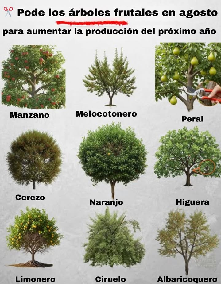 Agosto es el momento ideal para una poda estratégica de verano en tus frutales. Así promoverás árboles más sanos y mejores cosechas la próxima temporada.
Aquí qué podar y por qué es importante 

 1. Manzano
 Por qué: Mejora la entrada de luz y guía el crecimiento
 Poda: Ramas cruzadas, brotes verticales chupones y ramas débiles

 2. Duraznero Melocotonero
 Por qué: Favorece la madera fructífera y reduce enfermedades
 Poda: Chupones verticales y ramas demasiado largas

 3. Peral
 Por qué: Mejora la ventilación y evita roturas de ramas
 Poda: Brotes en la base y ramas interiores densas

 4. Cerezo
 Por qué: Mantiene el árbol compacto y productivo
 Poda: Ramas cruzadas, madera muerta y brotes verticales pequeños

 5. Naranjo
 Por qué: Favorece la maduración uniforme y previene enfermedades
 Poda: Ramitas secas, ramas internas enredadas y brotes débiles

 6. Higuera
 Por qué: Evita el exceso de ramas y enfoca la energía
 Poda: Ramas que crecen hacia dentro y chupones en la base

 7. Limonero
 Por qué: Mejora la aireación y mantiene una forma compacta
 Poda: Ramas bajas, chupones y madera muerta

 8. Ciruelo
 Por qué: Fortalece la estructura y evita el sobrecrecimiento
 Poda: Ramas amontonadas y madera dañada

 9. Albaricoquero Damasco
 Por qué: Mejora la entrada de luz y la fructificación futura
 Poda: Chupones y ramas viejas del interior