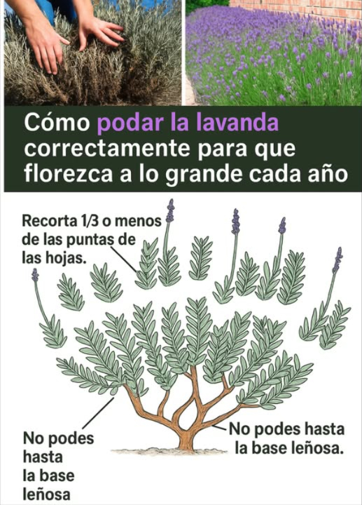 Por qué podar la lavanda?  
Mantiene la planta saludable, con una forma compacta y abundantes flores. Además:  
– Estimula el crecimiento nuevo  
– Previene que se vuelva leñosa  
– Aumenta su longevidad  

 Cuándo podar?  
A finales de verano/inicio de otoño: realiza una poda ligera para eliminar flores secas.  
En primavera: lleva a cabo una poda más intensa para prepararla para el crecimiento.  
 Evita podar en invierno puede causar daños.  

藺 Herramientas necesarias:  
– Tijeras afiladas  
– Guantes  
– Desinfectante  

 Cómo podar?  
1. Identifica la variedad:  
   – Inglesa: poda fuerte en primavera  
   – Francesa/española: podas suaves  
2. Inspecciona: quita flores secas y tallos dañados.  
3. Después de la floración: corta un tercio del follaje, sin tocar la madera vieja.  
4. En primavera: poda hasta 2/3 del verde sano.  
5. Limpieza: retira restos y compostea lo sano.  

 Consejos:  
– No cortes madera vieja  
– Da forma redonda  
– No sobrepodes plantas jóvenes  
– Realiza esto anualmente  

 Errores comunes:  
– Podar en invierno  
– Cortar madera leñosa  
– No podar  menos flores y más madera.