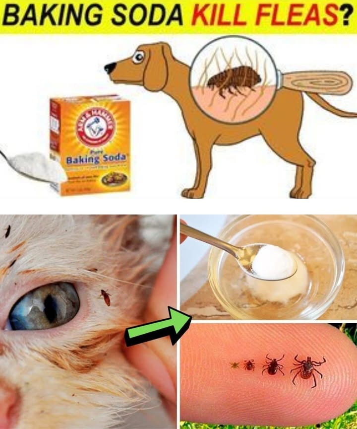 Natural Methods to Get Rid of Fleas 

1 Bath with mild soap
Use warm water and a gentle soap, such as baby soap or Castile soap. After the bath, remove any remaining fleas with a fine-tooth comb.

2 Apple cider vinegar
Mix equal parts of water and apple cider vinegar in a spray bottle. Lightly spray on your pets fur, avoiding the eyes.

3 Lemon spray
Boil slices of lemon in water, let cool, and spray onto the coat. Lemon works as a natural repellent.

4 Essential oils with caution
Lavender, lemon, or eucalyptus essential oil diluted in water can help. Never use essential oils on cats, as they are highly sensitive.

5 Deep cleaning of the house
Vacuum carpets and furniture, wash your pets bedding and clothes in hot water. Sprinkle baking soda or salt on carpets before vacuuming for extra effect.

6 Diatomaceous earth
Spread food-grade diatomaceous earth in the areas where your pet usually rests. Make sure your pet does not inhale the powder.

 Gentle, effective, and natural ways to keep your pets and home flea-free.