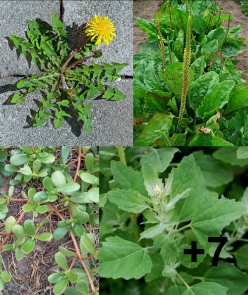 11 MALAS HIERBAS MÁS SANAS QUE TU REFRIGERADOR

1 Diente de león  Limpia el hígado, regula el azúcar y fortalece el corazón.
2 Plántago  Alivia picaduras, calma la tos y mejora la digestión.
3 Verdolaga  Rica en omega-3, vitamina E y betacarotenos.
4 Pamplina  Depurativa, diurética y suave con la piel.
5 Cenizo de cordero  Proteico, rico en calcio y fortificante para los huesos.
6 Gordolobo  Aliado clásico de los pulmones, expectorante natural.
7 Ortiga  Cargada de hierro, energía y propiedades antiinflamatorias.
8 Bolsa de pastor  Regula el sangrado, cicatrizante y rica en vitamina K.
9 Acedera rizada  Desintoxicante, digestiva y rica en hierro.
 Trébol  Equilibra hormonas, fortalece huesos y mejora la piel.
11 Amaranto silvestre  Proteína vegetal, minerales y energía natural.

 Estas malas hierbas no son un estorbo: son superalimentos gratuitos que crecen en tu jardín.