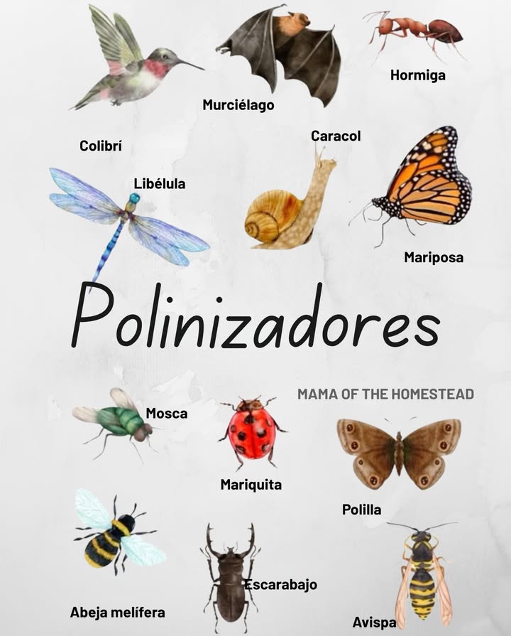 Los pequeños héroes de la naturaleza: 12 polinizadores sorprendentes! 曆

 Conoce a los polinizadores:
 Colibrí  Polinizadores clave en las Américas, atraídos por flores brillantes.
 Murciélago  Importante para flores que florecen de noche como el agave.
 Hormiga  Dispersa polen mientras se arrastra sobre las flores.
 Libélula  Transporta polen cuando descansa sobre las plantas.
 Caracol  Transfiere polen en ecosistemas húmedos.
 Mariposa  Bebe néctar y recoge polen.
 Más aliados del jardín:
 Mosca  Polinizadores efectivos, especialmente en climas más frescos.
 Mariquita  Rozan el polen mientras se alimentan.
 Polilla  Poliniza flores pálidas de noche.
 Abeja de miel  Esencial para 1 de cada 3 bocados de nuestra comida.
 Escarabajo  Le encantan las flores con olores fuertes.
 Avispa  Poliniza plantas específicas como los higos.

Por qué es importante?
Los polinizadores son cruciales para la seguridad alimentaria y la biodiversidad! Cada vez que una mariposa aterriza o una mosca zumbando pasa, la red de la naturaleza se vuelve más fuerte!