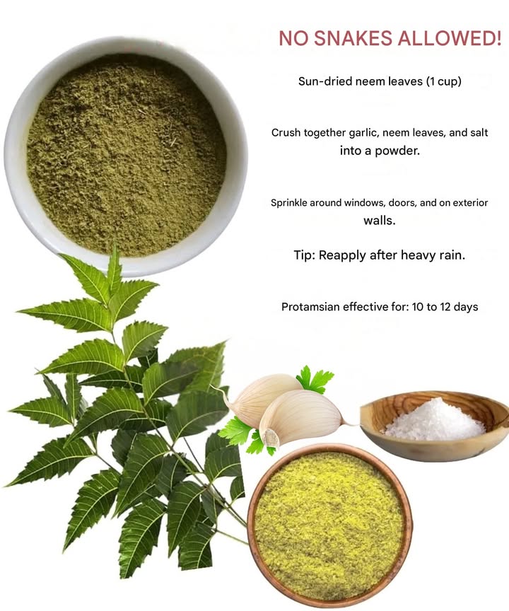 Natural Snake Repellent Powder

Snakes will never cross this powerful natural line!
Harmless to you  deadly-smelling for them.

 What you need:
 1 cup sun-dried neem leaves crushed into powder
 10 garlic cloves
 20 g of rock salt

 How to prepare:

1. Sun-dry the neem leaves and grind them into powder.

2. Crush the garlic and mix with the neem powder and salt until you get a dry, even blend.

 How to use:
Sprinkle around doors, windows, outdoor walls, drains, and garden paths.

 Lasts 1012 days  reapply after heavy rain.
 Tip: Store extra powder in a sealed jar for future use.

 Warning:
 For outdoor use only
 Keep away from food, water sources, and pet areas
 Wear gloves while preparing and applying