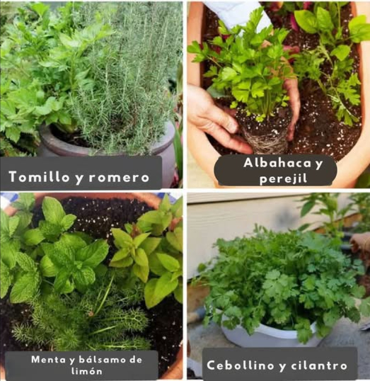 Combinaciones de hierbas para cultivar en macetas! 華  
Cultiva hierbas frescas y sabrosas juntas en macetas para un jardín en contenedor próspero!  
 Albahaca y Perejil  Geniales para cocinar, ambas prosperan en suelo rico con riego regular.  
 Tomillo y Romero  Un dúo resistente a la sequía que ama el sol pleno y el suelo bien drenado.  
 Menta y Melisa  Refrescantes y aromáticas; es mejor cultivarlas en macetas separadas para evitar que se propaguen.  
 Cebollino y Cilantro  Hierbas culinarias populares que prefieren suelo húmedo y sombra parcial.  
 Orégano y Mejorana  Una pareja fragante mediterránea que disfruta del calor y un buen drenaje.  
 Salvia y Lavanda  Resistentes, tolerantes a la sequía y excelentes para atraer polinizadores.