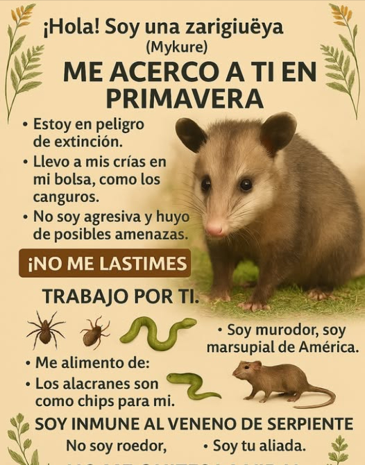 Cuidemos de los Tlacuaches! 劣