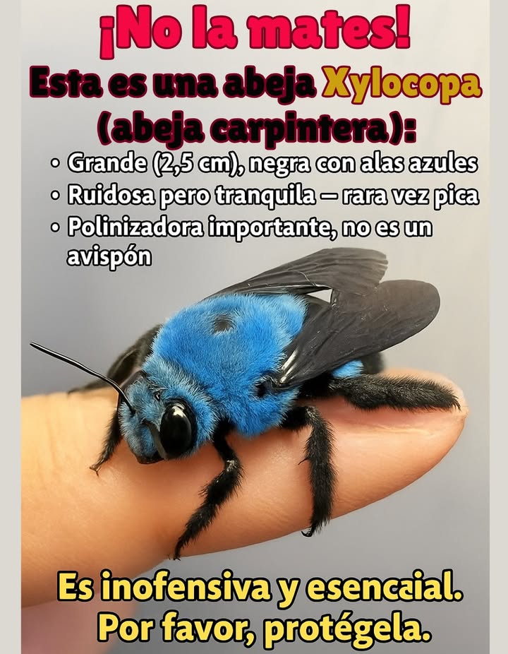 NO LA MATES  Conoce a la Abeja Xylocopa  
Esta es una Xylocopa Abeja Carpintera, una de las abejas más grandes que verás  aproximadamente 2.5 cm de largo.

 Cómo reconocerla:  
 Cuerpo negro con alas azules llamativas  
 Vuelo fuerte y rápido que puede parecer aterrador  
 A menudo se confunde con un avispa asiática  

 Pero es gentil y preciosa:  
 Rara vez pica solo si es perseguida o manipulada  
 No es agresiva  
 Es un polinizador vital y muy útil en el jardín  

 Dato curioso:  
Aunque se le llama “abeja solitaria”, a veces anida lado a lado en pequeños grupos.  

 Por favor, protégela. Es rara, esencial y parte del equilibrio que mantiene tu jardín floreciente.