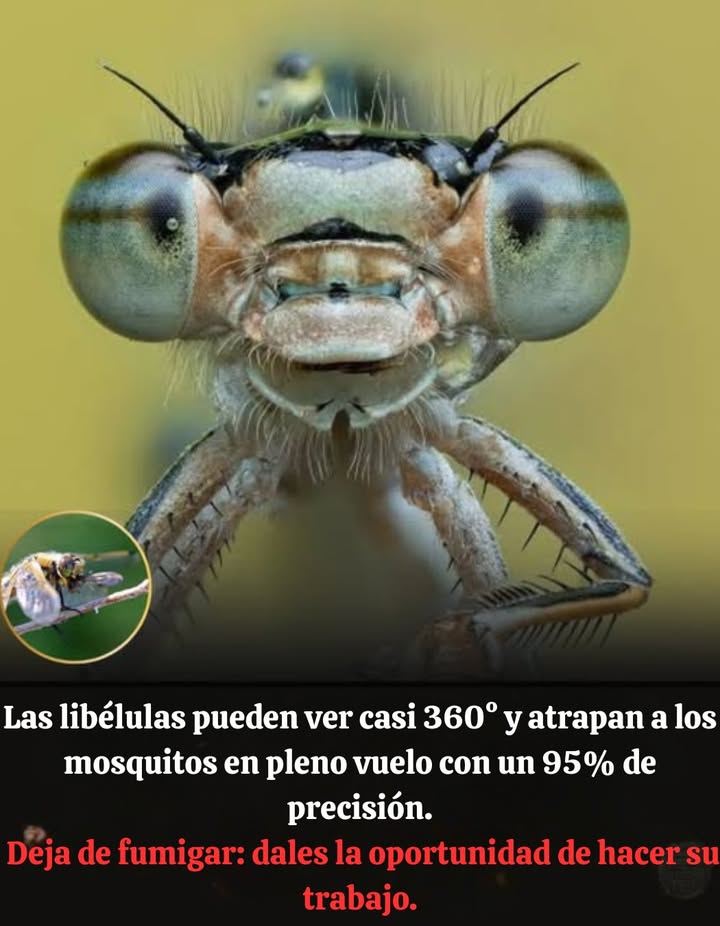Las libélulas son los cazadores aéreos de la naturaleza con visión de 360, capturando expertamente mosquitos en pleno vuelo.  
 Protejámonos: detengamos la fumigación  salvemos las libélulas  reduzcamos los mosquitos  restablezcamos el equilibrio del ecosistema!