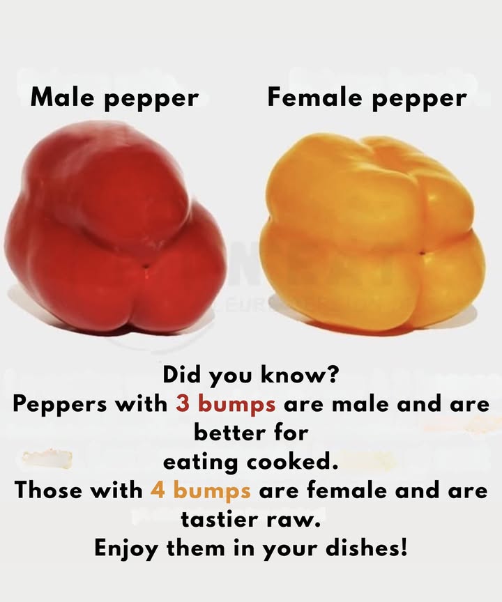 Peppers with three bumps are considered male and are ideal for cooking, as their texture is firmer.
Those with four bumps are considered female and are sweeter, so they are best enjoyed raw in salads or fresh dishes.