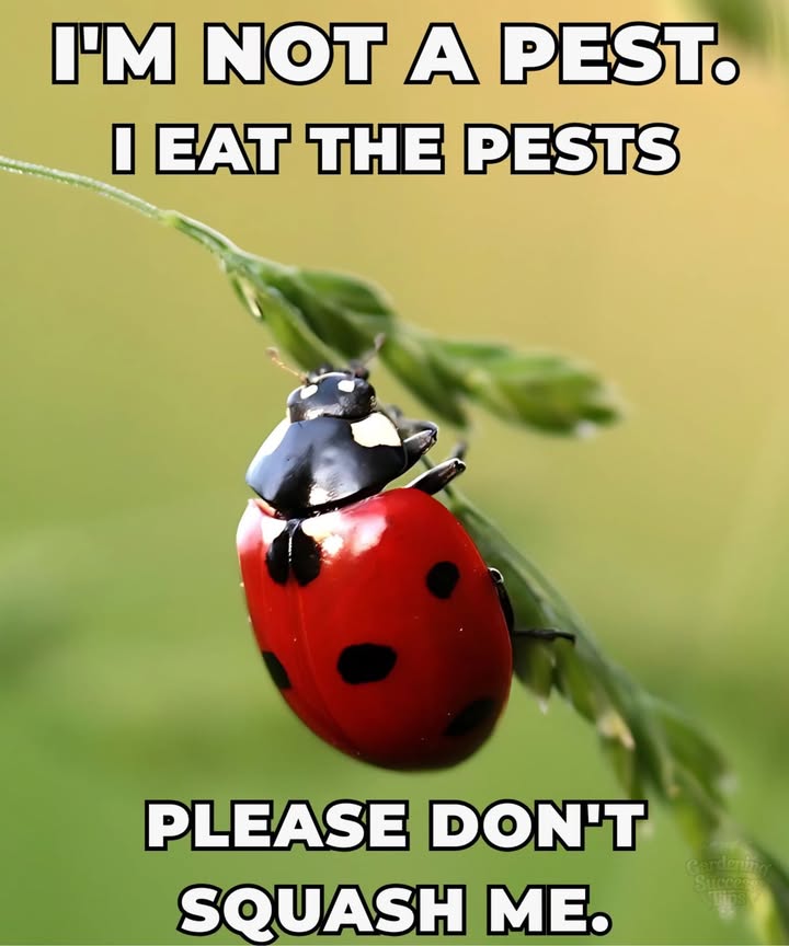 Coccinellidae: The Ladybird Beetle
 A widespread family of small beetles
 Known as ladybugs in North America
 Called ladybirds in the UK
 Entomologists prefer ladybird beetles or lady beetles to avoid confusion with true bugs

Why Keep Them Around?
 Natural predators of aphids and scale insects
 Help control garden pests without chemicals

Tip
 Attract them by planting dill, fennel, and marigolds