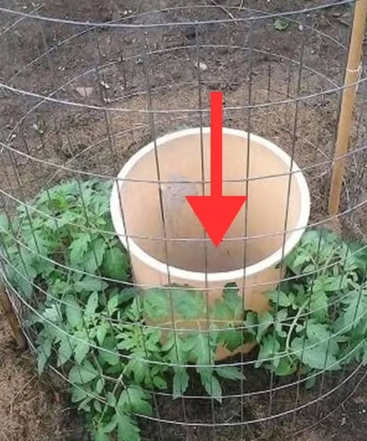 I planted four tomato plants around a trash bin that I drilled with holes at two levels: at the bottom edge and about 25 cm up. The bin was buried so that the upper holes were level with the soil.

I then added two shovels of compost inside to naturally enrich the soil. Every two days, I fill the bin with water, ensuring deep and consistent watering without wetting the leaves, which helps reduce the risk of diseases.

In less than a month and a half, my plants reached 1.62 meters in height, are loaded with green tomatoes, and have about a hundred flower clusters! 

A simple, effective, and productive method for growing healthy tomatoes!