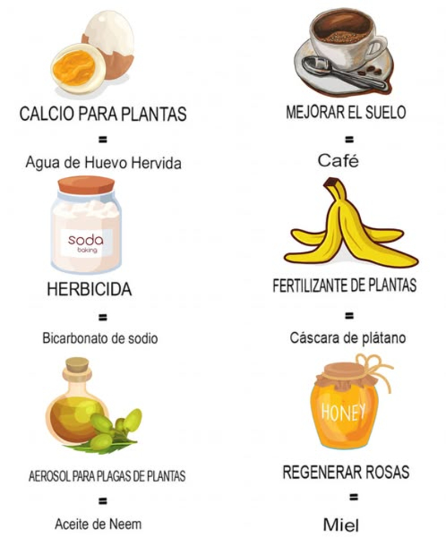 10 Trucos de Jardinería para un Jardín más Saludable y Próspero 
Si quieres que tu jardín florezca como nunca, aquí tienes 15 trucos geniales para mejorar la salud de tus plantas de manera natural  Aprovecha lo que tienes en casa para nutrir, proteger y potenciar tu jardín sin necesidad de químicos agresivos!
便 Agua de arroz para raíces más fuertes  Usa el agua en la que enjuagas el arroz para regar tus plantas una vez por semana. Sus minerales y aminoácidos mejoran la salud del suelo y fortalecen las raíces.
讀 Cáscaras de huevo trituradas como fertilizante  Tritura las cáscaras secas y espolvorea sobre la tierra. Aportan calcio, fortalecen las paredes celulares de las plantas y previenen enfermedades como la pudrición apical en tomates y pimientos.
 Peróxido de hidrógeno para revitalizar plantas marchitas  Mezcla una parte de peróxido al 3% con diez partes de agua y aplícalo una vez al mes. Esto oxigena la tierra, previene hongos y combate la pudrición de raíces.
 Cáscaras de plátano para flores vibrantes  Córtalas en trozos y entiérralas en la tierra. Son ricas en potasio y fósforo, lo que estimula el crecimiento y la floración.
 Posos de café para plantas acidófilas  Espolvorea los restos de café en la tierra de arándanos, rosas y azaleas. Aportan nitrógeno, mejoran la estructura del suelo y aumentan la acidez.
蓼 Sal de Epsom para follaje verde y exuberante  Disuelve una cucharada en un litro de agua y riega las plantas una vez al mes. Aporta magnesio, esencial para la fotosíntesis.
 Canela en polvo contra enfermedades fúngicas  Espolvorea canela sobre la tierra o en la base de las plántulas. Sus propiedades antimicóticas protegen de hongos y pudrición.
拏 Leche en aerosol contra el mildiu polvoroso  Mezcla una parte de leche con dos de agua y rocía las hojas afectadas. Los compuestos antimicóticos de la leche previenen y tratan esta enfermedad.
 Aspirina para fortalecer el sistema inmunológico de las plantas  Disuelve una tableta en un litro de agua y riega cada 3 semanas.
#JardineríaNatural #PlantasFelices #HuertoEnCasa