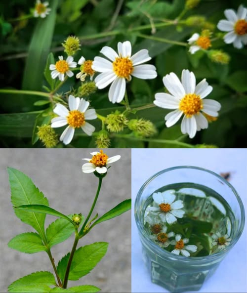 Bidens Pilosa: la joya silvestre que cura, limpia y protege 
Una planta sencilla que crece en los caminos, huertos y campos, pero con un poder sorprendente. La Bidens pilosa, conocida como Blackjack, Spanish Needle o Beggars Tick, es una medicina natural olvidada que ha acompañado a las comunidades de África, Asia y Sudamérica durante siglos.
 El poder escondido en una hierba común
Detrás de su aspecto humilde, esconde un arsenal de beneficios: combate infecciones, reduce el azúcar en sangre, desintoxica el cuerpo, calma la inflamación y acelera la cicatrización. Su magia radica en sus compuestos bioactivos, capaces de proteger el hígado, la piel y el sistema inmunitario.
 Beneficios más destacados
 Reduce la inflamación y alivia el dolor articular
 Mata bacterias, virus y hongos
 Regula el azúcar en sangre y favorece el hígado
 Aumenta la inmunidad y limpia la sangre
 Mejora la piel, las encías y el cabello
 Desintoxica el cuerpo y aporta energía natural
 Protege el corazón y las células del envejecimiento
 Formas sencillas de usar Bidens Pilosa en casa
𥳐 Té depurativo:
Hierve un puñado de hojas en 2 tazas de agua durante 15 min. Bebe una taza por la mañana y otra por la noche para limpiar la sangre y equilibrar el azúcar.
 Cataplasma de hojas:
Machaca hojas frescas y aplica la pasta sobre heridas, picaduras o erupciones. Cubre 20  30 min. Desinfecta y acelera la curación.
醴 Enjuague bucal:
Hierve hojas en una taza de agua, deja enfriar y haz gárgaras. Fortalece las encías y elimina bacterias.
 Vapor medicinal:
Inhala el vapor de hojas hervidas para aliviar tos, gripe y congestión.
磻 Jugo verde:
Licúa hojas frescas con agua, cuela y bebe 2  3 cucharadas al día. Limpia el hígado y refuerza las defensas.
 Enjuague capilar:
Hierve las hojas, deja enfriar y usa el líquido tras el champú. Fortalece las raíces y combate la caspa.
 Limpieza facial natural:
Lava la piel con infusión de hojas. Reduce el acné, calma y renueva la piel.
 El poder de lo simple
La Bidens pilosa demuestra que los remedios más potentes no siempre vienen en frascos ni de laboratorios. A veces crecen silenciosos al borde del camino, esperando que los redescubramos.
 Naturaleza pura. Curación ancestral. Salud en cada hoja.