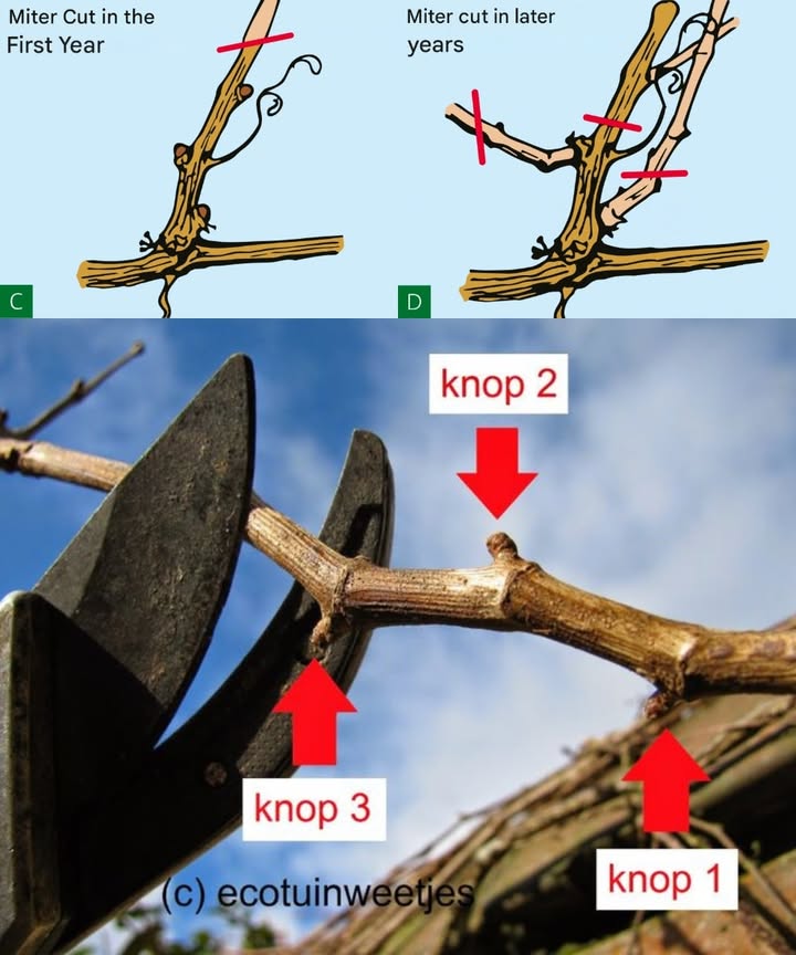 Pruning Grapevines the Right Way: Understanding Spur Pruning

For grapevines to stay strong and deliver rich harvests each year, targeted pruning is essential. One of the most effective methods is spur pruning, usually carried out in winter or early spring.

Why prune grapevines?

Without pruning, vines turn into a tangled mess, which leads to:

Weak, overcrowded growth

Many small, poor-quality grapes

Higher risk of fungal diseases due to poor airflow

Spur pruning channels the plants energy into a few strong buds that produce quality shoots.

What is spur pruning?

It means cutting back a cane to leave only 23 buds, known as spurs. These buds grow into fruitful shoots the following season. Unlike cane pruning 812 buds, spur pruning keeps growth compact and easier to manageperfect for small vineyards or espalier-trained vines.

How to perform spur pruning

1. Remove old, woody canes from the previous year close to the main trunk.

2. Select a healthy young cane and cut it back to 23 buds.

3. Make a clean, angled cut so rainwater can drain.

4. Keep about 1 cm of wood above the top budtoo close damages it, too far leaves dead wood.

Benefits

Stronger, more fertile shoots

Easier vine training and better airflow

Lower disease risk

More consistent harvests over the years

Mistakes to avoid

 Leaving too many buds  too many small grapes
 Cutting right on the bud  risk of drying out
 Keeping weak old wood  drains energy from the plant

Best timing

Winter December to February: main pruning for shaping

Summer June/July: thinning out side shoots for better fruit quality

In short, spur pruning is the foundation for healthy vines and bountiful harvests. With just a few precise cuts, youll guide the plants energy toward fruitful growth every year.