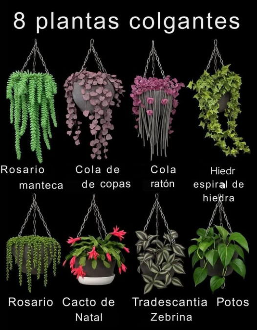 Plantas colgantes: un toque verde que transforma cualquier espacio 
Revitaliza tu hogar u oficina con plantas colgantes. Son perfectas para interiores, adaptándose bien a poca luz y con bajo mantenimiento. Aquí algunos cuidados esenciales:
  Iluminación : Prefieren luz moderada a baja; algunas como la verbena necesitan más.
  Riego : Riega regularmente, evitando el encharcamiento.
  Temperatura : Les gustan los ambientes templados 15C – 25C. Algunas, como las orquídeas, requieren más calor.
  Fertilización : Usa un fertilizante equilibrado siguiendo las instrucciones del fabricante.
  Poda : Elimina ramas secas para mantener la forma y evitar enfermedades.
  Control de plagas : Protégelas de ácaros y pulgones con productos orgánicos.
華  Mantenimiento del sustrato : Mantén el sustrato húmedo, pero sin exceso de agua. 
Dale vida a tus espacios con estas bellas plantas!