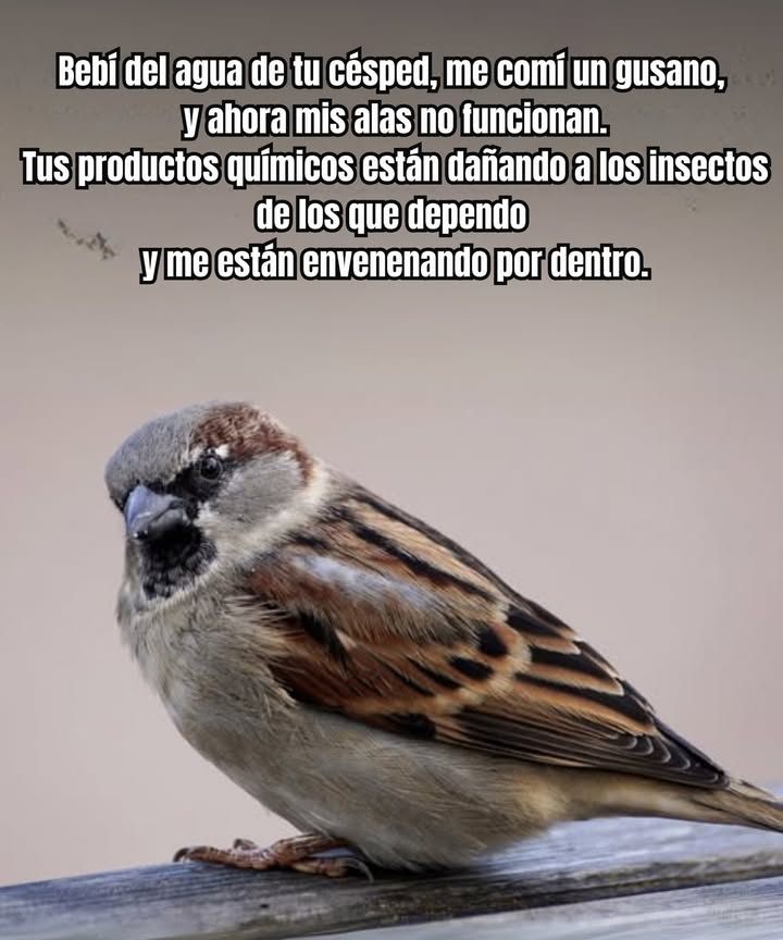 Ese césped perfecto no vale el costo 
Bajo su verde exuberancia se esconde una verdad tóxica: los pesticidas y herbicidas no se detienen en las plagas. Se filtran en el suelo, escurren hacia el agua y acaban en los picos de las aves. Cada pradera perfecta puede causar daños que se extienden por toda la cadena alimentaria. Elige el cuidado sobre el control: deja que la naturaleza prospere. 
#JardineríaEcoAmigable #ProtegeLaVidaSilvestre #NaturalezaSinQuímicos