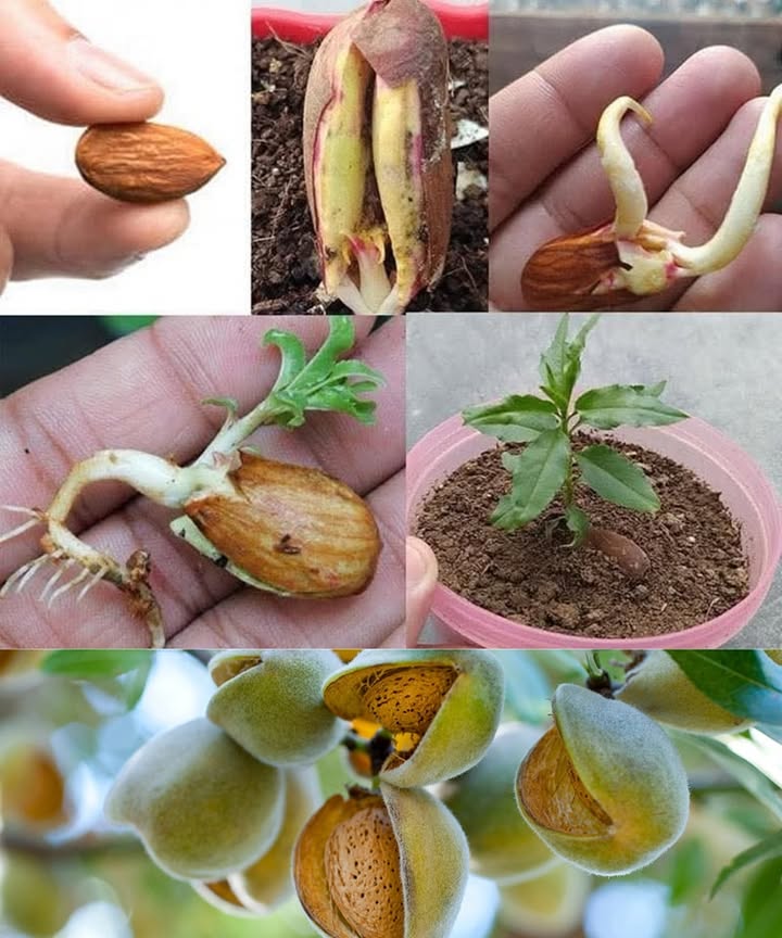 How to Grow an Almond Tree from Seeds: Quick Guide

Materials: Almond seeds, water, pot, soil, paper towels.

Steps:

1. Prepare the Seeds: Soak almonds in warm water for 24 hours. Place them in a damp paper towel and refrigerate for 4-6 weeks.

2. Germination: Once roots appear, plant the seeds in a pot with soil.

3. Care: Place the pot in a sunny spot, water regularly, and fertilize once a month.

Tip: Protect the young tree from frost in winter. Be patient, as it may take a few years before the tree produces almonds!

Grow your own almond tree and enjoy fresh almonds at home!