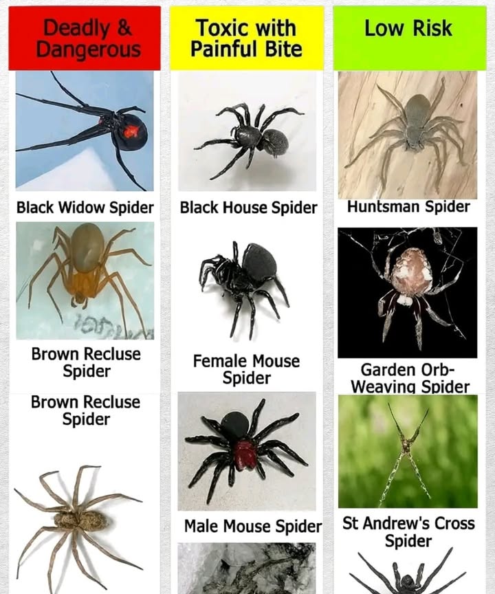 Common Spiders Found in the United States

Black Widow: Highly venomous, recognizable by its glossy black body and the red hourglass shape on its abdomen. Its bite can be life-threatening.

Brown Recluse: Considered dangerous; its bite may lead to severe tissue damage.

Hobo Spider: Has a toxic bite that causes pain, though fatalities are extremely rare.

Black House Spider: Produces strong venom that can result in sharp pain.

Mouse Spiders both sexes: Their bites are painful but seldom pose a serious risk to humans.

Wolf Spider: Large and quick-moving; its bite may cause mild irritation but is not medically significant.

Huntsman Spider: Non-dangerous to people and helpful in reducing insect populations.

Garden Orb-Weaver: Known for weaving large webs; poses no threat to humans.

St. Andrews Cross Spider: Easy to identify by the distinctive cross-shaped position it adopts in its web.

Trapdoor Spider: Resides in burrows and generally harmless to humans.