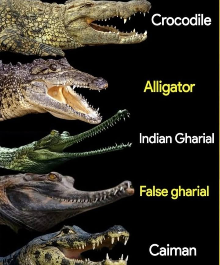 Know Your Crocodilians: A Quick Guide to These Ancient Reptiles 
里 1. Crocodile
 Narrow, V-shaped snout
 Fourth tooth visible when mouth is closed
 Found in Africa, Asia, the Americas, and Australia

 2. Alligator
 Broad, U-shaped snout
 Upper teeth visible only
 Native to the U.S. & China

 3. Indian Gharial
 Super long, thin snout
 Dozens of sharp teeth  fish specialist!
 Found in Indian subcontinent rivers

 4. False Gharial
 Long snout not as narrow as true gharial
 A mix of crocodilian traits
 Native to Malaysia & Indonesia

 5. Caiman
 Looks like a small alligator
 Rougher scales, big eyes
 Found in Central & South America