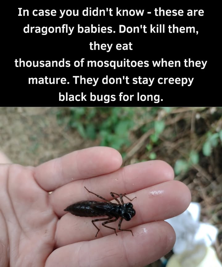 They may seem a bit creepy now, but these little creatures will grow into amazing mosquito huntersdragonflies! These baby dragonflies live underwater first, eating pests, before turning into the graceful, darting insects we admire. One dragonfly can gobble up hundreds of mosquitoes daily, making them a great friend to have in the garden. If you spot one, give it timeits becoming a tiny pest-control hero! 烈