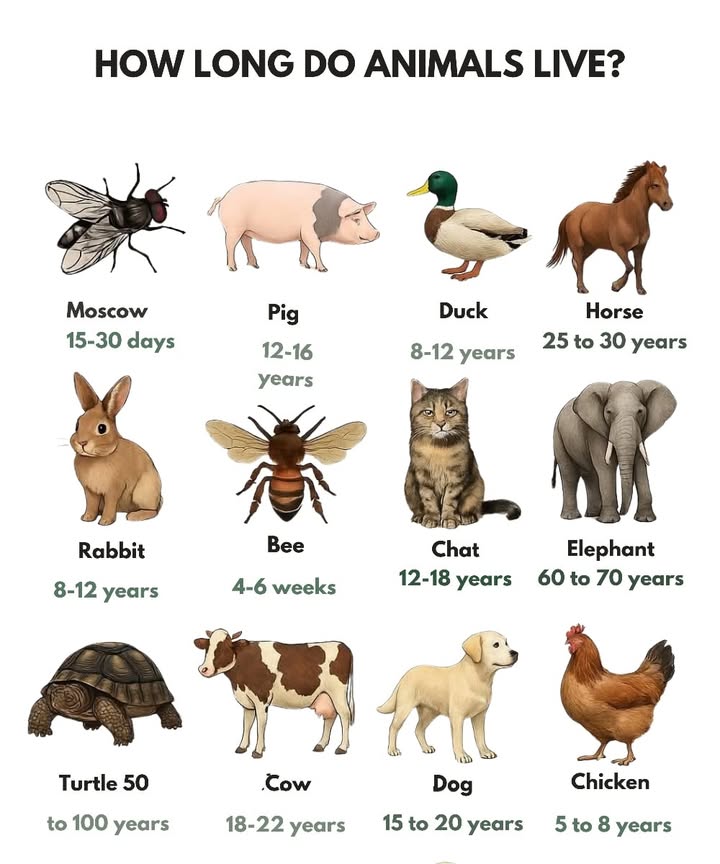 Lifespan of Animals 

1 The fly lives 1530 days, a brief but intense existence.
2 The pig usually reaches 1216 years with proper care and feeding.
3 The duck lives around 812 years, especially in safe environments.
4 The horse can live 2530 years, depending on care and activity.
5 The rabbits lifespan is about 812 years, influenced by its habitat.
6 The bee lives only 46 weeks but plays a vital role in nature.
7 The cat reaches 1218 years, sometimes more when well cared for.
8 The elephant lives 6070 years, a true symbol of wisdom and endurance.
9 The tortoise can live 50100 years, one of the longest-living creatures.
 The cows lifespan is 1822 years, depending on farming conditions.
11 The dog lives 1520 years, remaining a loyal friend through it all.
12 The chicken lives 58 years, often less under intensive farming.
