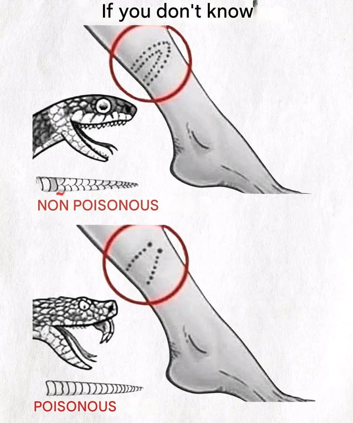 Differences between venomous and non-venomous snakes 缾

1 Bite marks: non-venomous snakes usually leave two small dots, while venomous ones leave a V-shaped pattern.
2 Behavior: venomous snakes tend to be more defensive and aggressive.
3 Head shape: venomous snakes typically have a triangular head, whereas non-venomous ones have a rounded head.

 When in doubt, always seek professional assistance.