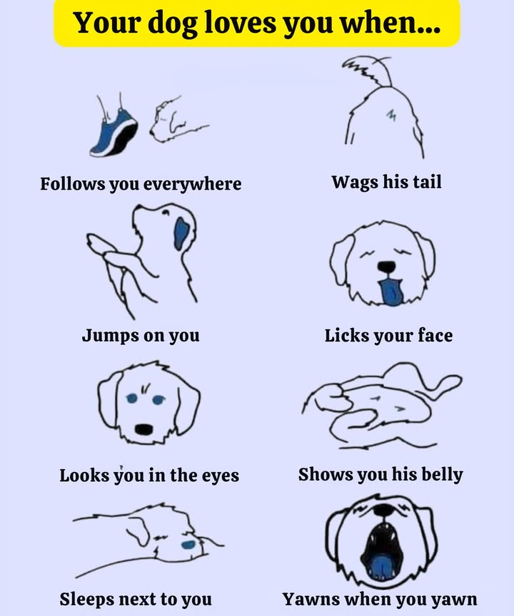 Signs Your Dog Truly Loves You 
The bond between you and your dog is evident in their everyday behaviors. They follow you everywhere, wag their tail happily, jump on you to greet you, lick your face affectionately, look into your eyes, creating a special connection, show you their belly as a sign of trust, sleep next to you to feel secure, and even yawn when you yawn. These behaviors reveal pure love, loyalty, and genuine attachment.