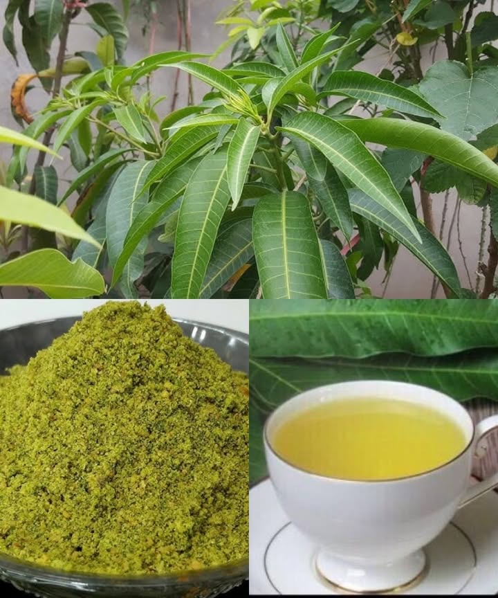 The mango tree is more than just a source of sweet, juicy fruit  its leaves are packed with health-boosting and home care properties. Here are a few simple ways to make the most of them.

1. Healing tea
Simmer fresh or dried mango leaves in water for about 10 minutes. Strain and enjoy a drink rich in antioxidants, known to support heart health and help regulate blood sugar.

2. Skin-soothing infusion
Boil the leaves, let the liquid cool, and apply it to the skin to relieve burns, irritation, or minor infections.

3. Nourishing hair treatment
Grind fresh leaves into a paste, mix with coconut oil, and massage into the scalp. Leave for 30 minutes before washing to encourage hair growth and strengthen roots.

4. Earache relief
Warm a small amount of mango leaf juice and place a few drops into the affected ear to soothe discomfort.

5. Relaxing bath soak
Add mango leaves to your bathwater to ease stress and promote relaxation.

6. Anti-inflammatory compress
Apply boiled leaves as a compress to painful or swollen areas to help reduce inflammation.

 As with any natural remedy, always consult a healthcare professional before use, especially if you are taking medication or have an existing health condition.