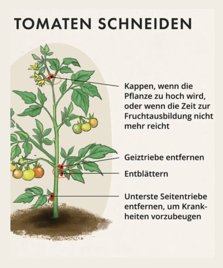 Tomatenpflanzen richtig beschneiden: Fehler vermeiden und Fruchtfäule vorbeugen

So machen Sie es richtig:
1. Entfernen Sie die unteren Blätter und Triebe
Schneiden Sie alle Blätter und Seitentriebe ab, die den Boden berühren.
Dies verhindert, dass Feuchtigkeit auf die Früchte gelangt und reduziert die Gefahr von Fäulnis.
2. Stützen Sie die Pflanze
Binden Sie Ihre Tomatenpflanze an Stützen wie Stöcke, Kletterhilfen oder Tomatenkäfige.
Dies sorgt für eine bessere Luftzirkulation und unterstützt das Wachstum der Pflanze.
3. Ernten Sie die Tomaten rechtzeitig
Pflücken Sie die Tomaten, sobald sie anfänglich rot werden.
Lassen Sie sie an einem gut belüfteten und sonnigen Ort nachreifen, um Fäulnis zu vermeiden.
Zusätzliche Tipps für gesunde Tomatenpflanzen:
Sparsam wässern:
Gießen Sie regelmäßig, aber vermeiden Sie Staunässe. Wasser sollte die Wurzeln erreichen, nicht die Blätter.
Resistente Sorten wählen:
Setzen Sie auf krankheitsresistente Tomatensorten, die weniger anfällig für Schimmel und Fäule sind.