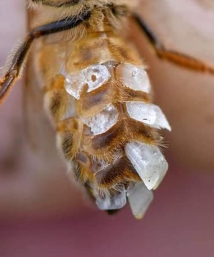 Bees Make Their Own Wax  Heres How in 4 Steps!

1 Produce Flakes: Young bees convert honey sugars into wax from belly glands. The wax hardens into tiny flakes. 2 Collect Wax: Bees bend back, grab flakes with hind legs, and transfer them to their mouth. 3 Chew  Soften: Mandibles  body heat 35C turn wax sticky and shapeable. 4 Build Cells: Soft wax forms hexagons for  honey,  pollen &  babies.

 Flowers = energy = hive-building magic! Want to attract more bees? Ive got bee-friendly garden tips waiting.