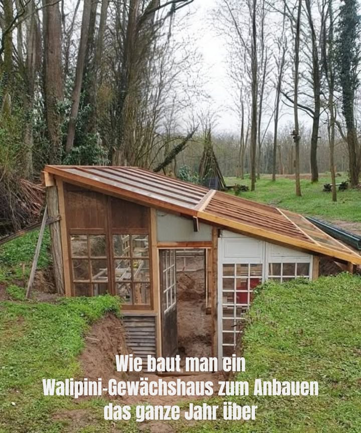 Wie man ein Walipini-Gewächshaus baut, um das ganze Jahr über zu gärtnern

Was ist ein Walipini?
Ein unterirdisches Gewächshaus, das die natürliche Erdwärme nutzt, um eine konstante Temperatur zu halten.

Standortwahl
Suchen Sie einen sonnigen, windgeschützten Platz.

Graben ausheben
Graben Sie eine Grube von etwa 1,5 bis 2 Metern Tiefe, abhängig von Ihrem Klima.

Isolierung und Drainage
Legen Sie eine Schicht Kies für die Entwässerung und isolieren Sie die Wände mit geeigneten Materialien wie Stroh oder Styropor.

Struktur und Abdeckung
Bauen Sie eine stabile Konstruktion und bringen Sie eine Glas- oder transparente Kunststoffabdeckung an, die nach Süden ausgerichtet ist.

Belüftung
Planen Sie Öffnungen ein, um für Luftzirkulation zu sorgen und Überhitzung zu vermeiden.

Vorteile
Das Walipini ermöglicht den Anbau von Gemüse auch im Winter dank der konstanten Temperatur.