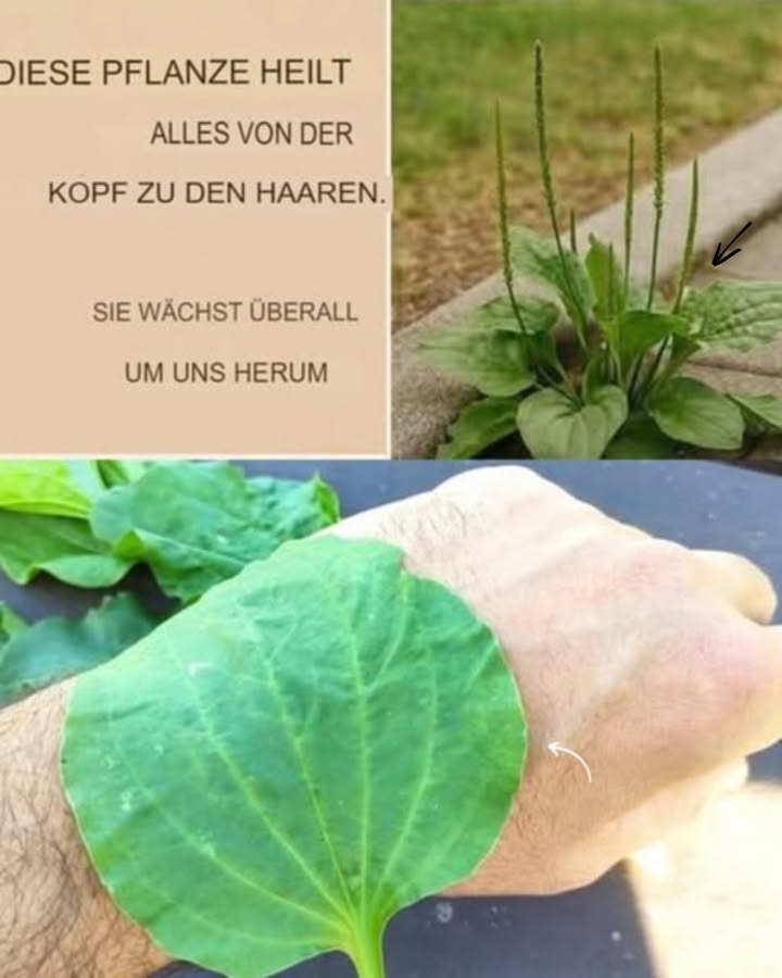 Wegerich: Dein natürlicher Gesundheitshelfer 
Wusstest du, dass Wegerich  oft als Unkraut abgetan  in Wahrheit ein kraftvolles Heilmittel aus der Natur ist? Hier erfährst du, wie du seine wohltuenden Eigenschaften nutzen kannst:
1 Wohltuender Aufguss
Ein paar Wegerichblätter in heißem Wasser ziehen lassen  so entsteht ein beruhigender Kräutertee mit heilender Wirkung.
2 Schneller Umschlag
Frische Blätter zerdrücken und direkt auf die Haut legen  ideal zur Linderung von Insektenstichen oder leichten Verbrennungen.
3 Blätter im Salat
Junge Wegerichblätter lassen sich prima roh essen  ihr leicht bitterer Geschmack bringt Vitamine und Abwechslung in den Salat.
4 Schmerzlinderung
Ein Blatt kauen oder auf die Schläfen legen kann helfen, Kopfschmerzen zu lindern  eine ganz natürliche Soforthilfe.
5 Sanfte Detox-Wirkung
Wegerichtee wirkt leicht harntreibend und unterstützt so die Reinigung des Harnsystems.
Wegerich ist ein echtes Geschenk der Natur  nutze seine Kraft und spüre den Unterschied!