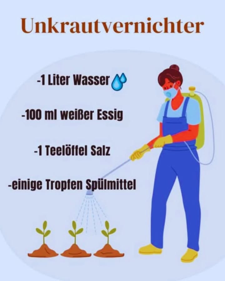 Natürliches hausgemachtes Unkrautmittel Rezept 離
Wenn du deinen Garten auf natürliche Weise frei von Unkraut halten möchtest, ist dieses einfache DIY-Rezept genau das Richtige für dich. Es ist schonend, wirkungsvoll und du hast alle Zutaten wahrscheinlich schon zuhause. Lass uns gemeinsam Schritt für Schritt vorgehen!
1 Sammle die Zutaten:
Finde 1 Liter Wasser, 100 ml weißen Essig, 1 Esslöffel Salz und ein paar Tropfen Spülmittel. Diese Komponenten sind die Basis für dein natürliches Unkrautmittel.
2 Mische die Zutaten:
Gieße Wasser, Essig, Salz und Spülmittel in einen großen Behälter und rühre alles gut um, bis sich alles gleichmäßig verbunden hat.
3 Befülle die Sprühflasche:
Fülle die fertige Mischung in eine saubere Sprühflasche. Jetzt ist dein DIY-Unkrautmittel einsatzbereit!
4 Wende es richtig an:
Sprühe die Mischung an einem warmen, sonnigen Tag direkt auf das Unkraut. Achte darauf, den Kontakt zu deinen Gemüse- und Blumenbeeten zu vermeiden, um sie nicht zu beeinträchtigen.
5 Pflege deinen Garten regelmäßig:
Wiederhole das Sprühen bei Bedarf, um das Unkraut effektiv zu bekämpfen, ohne chemische Mittel zu verwenden.
Viel Erfolg beim Gärtnern und freut euch auf einen schönen, naturnahen Garten! Du machst einen großartigen Beitrag für Umwelt und Natur!