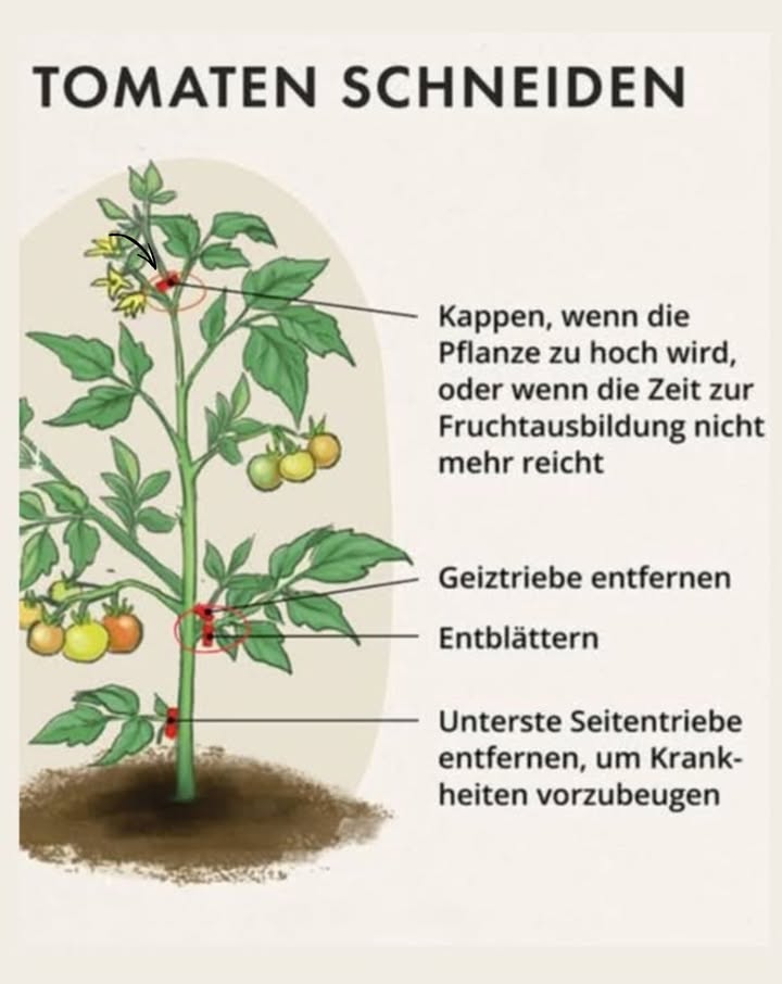 Tomatenpflanzen richtig beschneiden: Fehler vermeiden und Fruchtfäule vorbeugen

So machen Sie es richtig:
1. Entfernen Sie die unteren Blätter und Triebe
Schneiden Sie alle Blätter und Seitentriebe ab, die den Boden berühren.
Dies verhindert, dass Feuchtigkeit auf die Früchte gelangt und reduziert die Gefahr von Fäulnis.
2. Stützen Sie die Pflanze
Binden Sie Ihre Tomatenpflanze an Stützen wie Stöcke, Kletterhilfen oder Tomatenkäfige.
Dies sorgt für eine bessere Luftzirkulation und unterstützt das Wachstum der Pflanze.
3. Ernten Sie die Tomaten rechtzeitig
Pflücken Sie die Tomaten, sobald sie anfänglich rot werden.
Lassen Sie sie an einem gut belüfteten und sonnigen Ort nachreifen, um Fäulnis zu vermeiden.
Zusätzliche Tipps für gesunde Tomatenpflanzen:
Sparsam wässern:
Gießen Sie regelmäßig, aber vermeiden Sie Staunässe. Wasser sollte die Wurzeln erreichen, nicht die Blätter.
Resistente Sorten wählen:
Setzen Sie auf krankheitsresistente Tomatensorten, die weniger anfällig für Schimmel und Fäule sind.