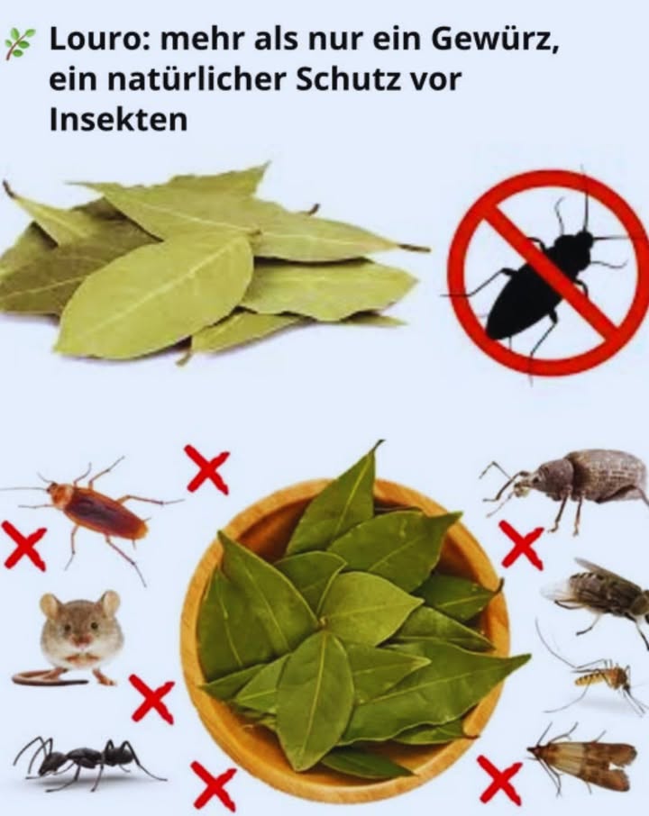 Lorbeer: Mehr als nur ein Gewürz  ein natürlicher Schutz gegen Schädlinge
Lorbeer verleiht nicht nur den Gerichten Geschmack  sein intensives Aroma, reich an Eugenol und Linalool, wirkt auch als natürlicher Schutz vor Insekten und Nagetieren.
 Kakerlaken fernhalten
Lege getrocknete Lorbeerblätter hinter Elektrogeräte, unter die Spüle und in dunkle Ecken. Alle paar Tage erneuern.
烈 Gegen Mücken
Koche Lorbeerblätter in Wasser auf und nutze die Flüssigkeit als Spray für Türen, Fenster oder sogar für die Haut vorher an einer kleinen Stelle testen.
練 Fliegen vertreiben
Verteile Blätter in der Nähe von Müll und Lebensmitteln. Getrocknete Blätter in einer feuerfesten Schale verbrennen, um Fliegen sofort zu vertreiben.
 Ameisen abschrecken
Zerdrücke die Blätter und streue sie entlang der Ameisenstraßen. So verlieren die Ameisen ihre Orientierung und bleiben von den Oberflächen fern.
 Motten in Schränken verhindern
Lege die Blätter in kleine Beutel und platziere sie in Schubladen oder Aufbewahrungsboxen. Ein sanfter Duft  ganz ohne Chemie.
 Vorräte schützen
Lege Blätter in Behälter mit Reis, Haferflocken oder Mehl sowie in die Vorratsschränke. Sie halten Schädlinge fern und helfen, die Lebensmittel länger frisch zu halten.
 Nagetiere vertreiben
Zerkleinerte Blätter in den Ecken oder hinter Möbeln auslegen. Alle drei Tage austauschen.
 Zusätzliche Tipps
 Zerkleinerte Blätter wirken intensiver
 Getrocknete Blätter sind länger haltbar
 In Kombination mit Nelken, Zitrone oder Essig noch wirksamer
 Eine einfache, natürliche und wirksame Lösung
Mit Lorbeer schützt du dein Zuhause auf umweltfreundliche und kostengünstige Weise.