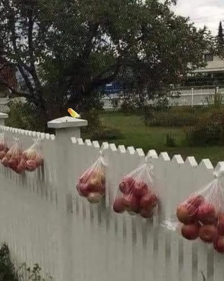 Wenn die Menschen in Norwegen feststellen, dass ihre Apfelbäume mehr Früchte tragen, als sie essen können, stecken sie die überschüssigen Äpfel in Säcke und hängen sie an ihren Zäunen auf – damit Passanten sie mitnehmen und genießen können, anstatt sie unnötig am Boden verrotten zu lassen.