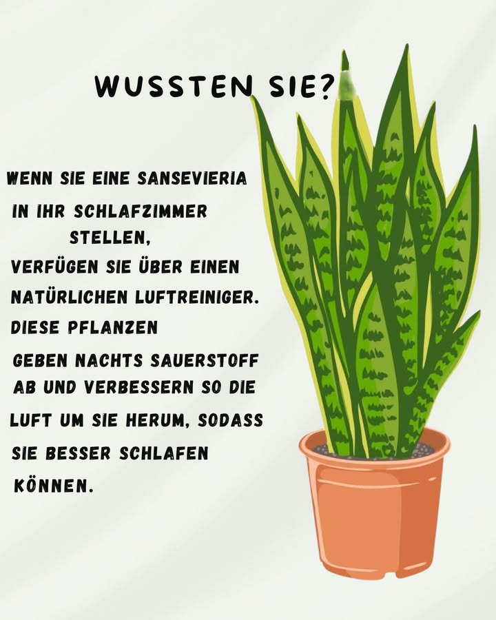 Sansevieria  die Schlafpflanze 

1 Natürlicher Luftreiniger
Die Sansevieria, auch Bogenhanf genannt, filtert Schadstoffe aus der Luft und sorgt für ein gesünderes Raumklima. Viele glauben, das schaffen nur teure Luftreiniger  aber diese Pflanze machts gratis.

2 Sauerstoff in der Nacht
Im Gegensatz zu den meisten Pflanzen produziert sie auch nachts Sauerstoff. Perfekt also fürs Schlafzimmer, um die Luft frisch zu halten. Typischer Fehler: Sie ins Bad stellen, wo es zu feucht ist  sie mag es lieber trocken.

3 Pflegeleicht
Fast unkaputtbar: wenig Wasser, ein heller bis halbschattiger Platz und schon wächst sie brav vor sich hin. Anfänger kippen oft zu viel Wasser hinein und wundern sich über matschige Blätter.

4 Besser schlafen
Frische Luft, mehr Sauerstoff und dazu ein grüner Blickfang  so wird dein Schlafzimmer zur kleinen Wellness-Oase.

Mit einer Sansevieria holst du dir nicht nur ein stylisches Deko-Element, sondern auch eine echte Einschlafhilfe ins Haus.