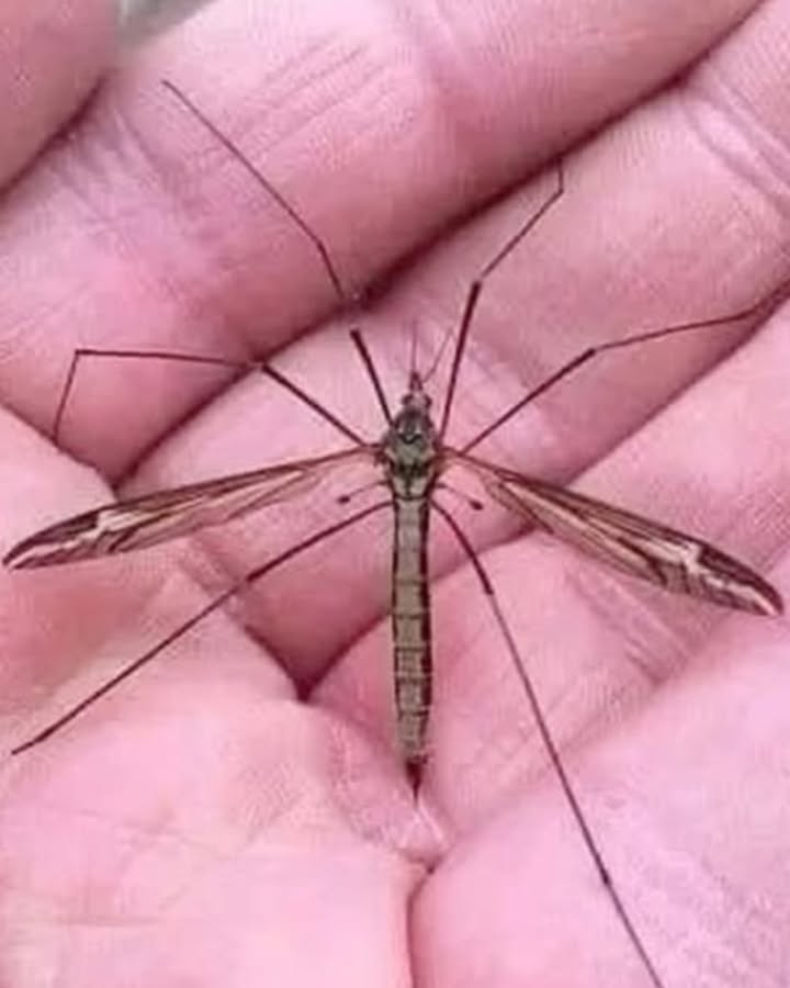 Hallo, ich bin eine Tipule, die oft mit einer riesigen Mücke verwechselt wird. Viele töten mich unbeabsichtigt, weil sie denken, ich sei gefährlich.  
烈 Ich steche nicht, ich bin kein Vampir.  
Ich ernähre mich vom Nektar der Blumen und helfe bei der Bestäubung  ich erfülle einfach meine natürliche Aufgabe.  
Nun, da du mich ein bisschen besser kennst bitte spare mir das Leben.