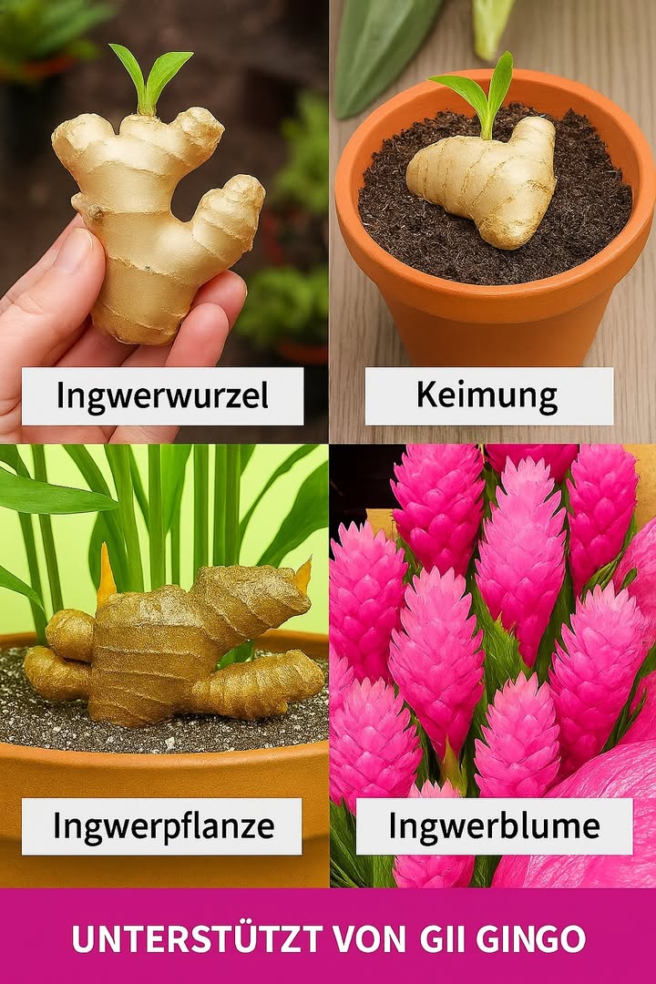 Komplettleitfaden für den Anbau und die Schönheit von Ingwer und rosa Blumen

Wenn du deinem Garten oder Balkon einen exotischen und gesunden Touch verleihen möchtest, sind Ingwer und seine wunderschönen rosa Blumen die perfekte Wahl! Diese Pflanze bietet nicht nur aromatische Wurzeln und Heilkräfte, sondern auch beeindruckende Blumen, die an eine tropische Traumwelt erinnern. Folge dieser einfachen Schritt-für-Schritt-Anleitung, um diese wundervolle Pflanze besser kennenzulernen und erfolgreich zu kultivieren.

 1. Entdecke die verschiedenen Ingwer-Varianten
Beginne damit, die unterschiedlichen Ingwerknollen zu erkunden, wie etwa den weißen oder den braunen Ingwer. Dieses Wissen hilft dir, die passende Sorte für Geschmack, Gesundheit oder Dekoration auszuwählen.

 2. Wähle den richtigen Topf und bereite den Boden vor
Verwende einen großen, tiefen Topf, auffüllen mit gut drainierendem und nährstoffreichem Substrat. Denke daran: Ingwer liebt indirektes Sonnenlicht und sollte an einem hellen, aber nicht direkt sonnigen Ort stehen.

 3. Pflanze die Knollen richtig ein
Stecke die Ingwerknollen mit der austretenden Spitze nach oben in die Erde, bedecke sie leicht mit Erde und gieße moderat. Halte die Erde feucht, aber vermeide Staunässe.

 4. Pflege die Pflanze das ganze Jahr über
Im Frühling und Sommer kannst du den Ingwer an einem schattigen, hellen Ort draußen wachsen lassen. Im Herbst und Winter bringe ihn ins Haus, reduziere die Bewässerung und achte auf eine hohe Luftfeuchtigkeit.

 5. Vermeide typische Fehler
Sorge für eine gute Drainage, vermeide zu viel direktes Sonnenlicht und gieße regelmäßig. Diese kleinen Tipps helfen dir, einen gesunden und kräftigen Ingwer zu ziehen.

 6. Füge die rosa Blumen für eine dekorative Note hinzu
Wenn du dein Raum noch attraktiver machen möchtest, kannst du auch die rosa Blumen der Alpinia purpurata anbauen. Diese bieten einen kräftigen Farbkontrast und verschönern dein Gartenbild.

 7. Genieße die gesundheitlichen Vorteile und die Ästhetik
Ingwer schenkt dir nicht nur aromatische Wurzeln, sondern auch heilende Eigenschaften und eine farbenfrohe Blüte. Pflege deine Pflanze mit Liebe, um die besten Ergebnisse zu erzielen.

Ich freue mich schon darauf, dass du diese wundervolle Pflanze genießen kannst! Mit etwas Geduld und Sorgfalt wirst du bald von frischen Wurzeln, hübschen Blumen und einem lebendigen grünen Areal profitieren. Viel Erfolg beim Gärtnern!