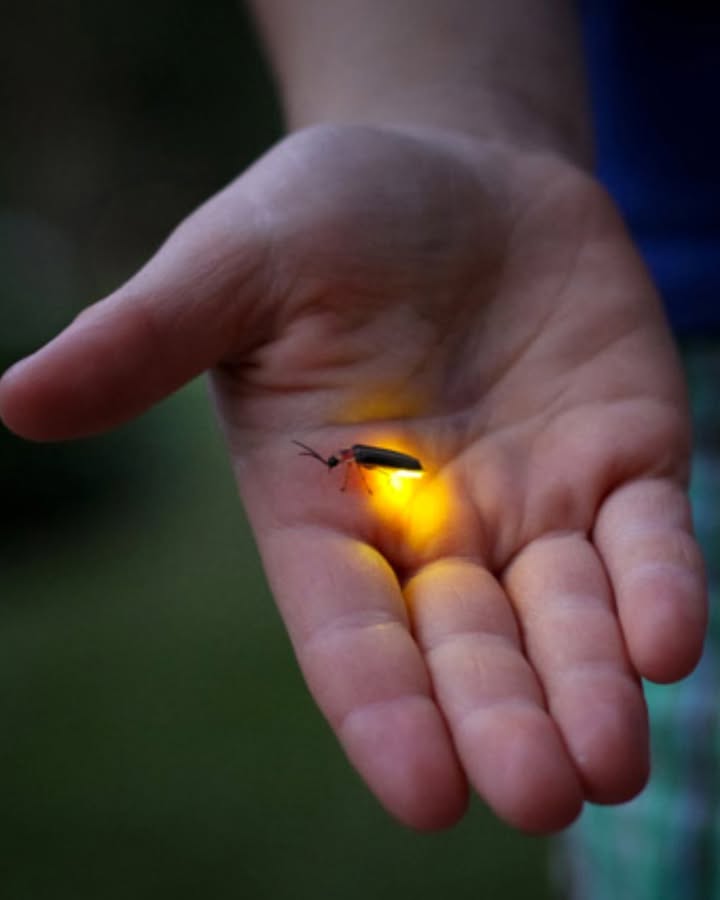 Glühwürmchen sind vom Aussterben bedroht  nicht durch Naturkatastrophen, sondern durch unser eigenes Handeln.

 Warum verschwinden sie?
Die Ursachen sind menschengemacht:

 Der Einsatz von Pestiziden vergiftet ihre Lebensräume.
 Lichtverschmutzung stört ihre nächtliche Kommunikation, vor allem beim Paarungsverhalten.
 Der Verlust von natürlichen Lebensräumen durch Urbanisierung und intensive Landwirtschaft nimmt ihnen die Rückzugsorte.

 Aber es gibt Hoffnung. Was können wir tun, um Glühwürmchen zu retten?

 Lass in deinem Garten wilde Pflanzen und ungemähte Ecken stehen  sie bieten Schutz und Nahrung.
 Vermeide chemische Spritzmittel und setze stattdessen auf natürliche Schädlingsbekämpfung.
 Pflanze heimische Arten, die den natürlichen Kreislauf unterstützen und das Mikroklima erhalten.
 Reduziere künstliches Licht am Abend, besonders im Garten  jede ausgeschaltete Lampe hilft.

 Lasst uns das Licht der Glühwürmchen nicht verlöschen.
Mit kleinen Gesten können wir dafür sorgen, dass sie weiterhin unsere Sommernächte verzaubern.