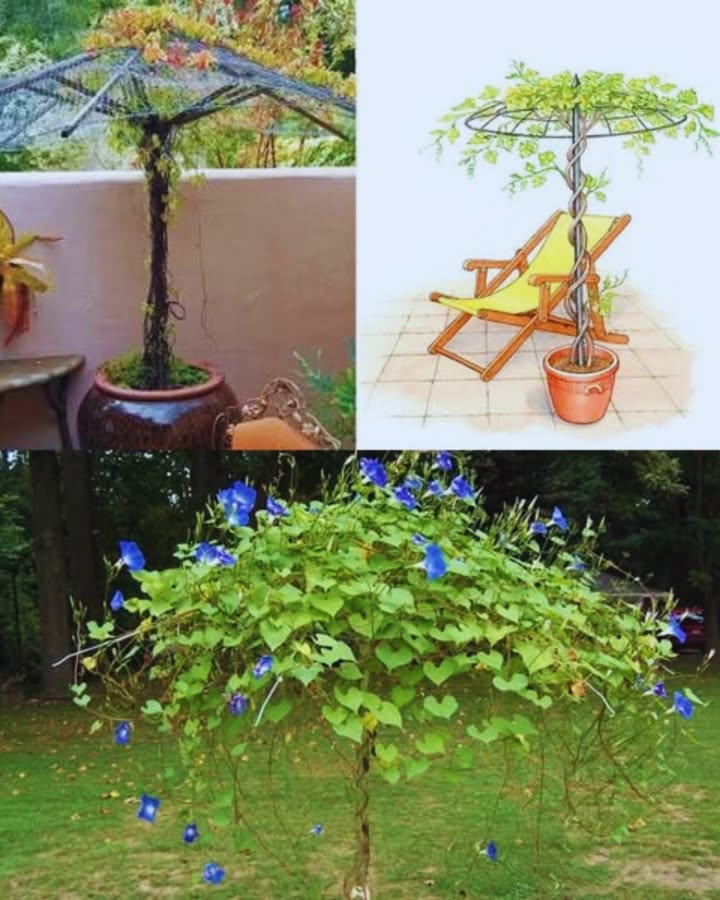 Ich liebe diese Idee! Was für eine schöne Art, einen kaputten Regenschirm wiederzuverwenden. Im letzten Jahr hatte ich gute Ergebnisse mit Volubilis-Samen – sie klettern wunderbar. Diese Idee werde ich dieses Jahr unbedingt in meinen Garten integrieren.