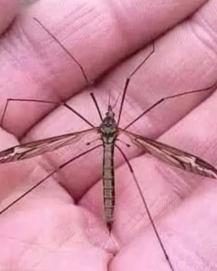 Hallo, ich bin eine Tipule, die oft mit einer riesigen Mücke verwechselt wird. Viele töten mich unbeabsichtigt, weil sie denken, ich sei gefährlich.  
烈 Ich steche nicht, ich bin kein Vampir.  
Ich ernähre mich vom Nektar der Blumen und helfe bei der Bestäubung  ich erfülle einfach meine natürliche Aufgabe.  
Nun, da du mich ein bisschen besser kennst bitte spare mir das Leben.