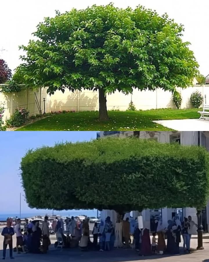 Dieser Baum heißt Albizia  er zählt zu den am schnellsten wachsenden Bäumen überhaupt. Seine schirmartige Krone ist besonders dekorativ, und das schöne grüne Laub bleibt das ganze Jahr über immergrün. Das Beste: Er gedeiht in nahezu allen Klimazonen .

Es gibt keinen Vergleich zwischen diesem Baum und der Palme!
Lasst uns alle gemeinsam das Motto hochhalten: Pflanz einen Baum   keine Palme