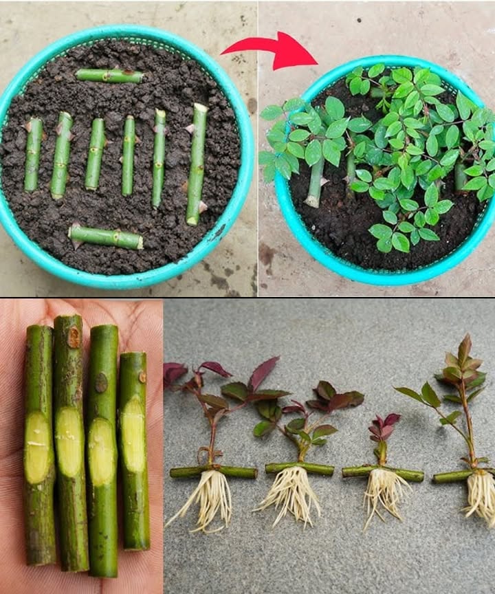 Grow a Rose from a Cutting  Easy Steps to Multiply Beauty

Start with a healthy stem, green and firm. Trim it just below a node, remove blooms, and leave just a few top leaves.

Dip the base in rooting hormone optional, then plant it halfway into moist, well-draining soil.

Cover with a plastic bag or bottle to create a mini greenhouse. Keep it in indirect sunlight and water lightly but regularly.

In 36 weeks, roots begin to grow. When new leaves appear and the stem resists a gentle tug, its time to transplant into a pot or garden bed.

This simple process turns one rose into many  a rewarding way to fill your garden with blooms born from love and care.